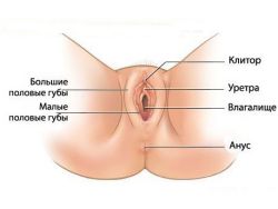 klasyfikacja lokalizacji żeńskich narządów płciowych