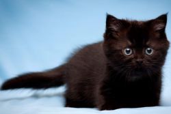 nadimke za crne dječake mačke