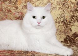 Vzdevek za belo mačko