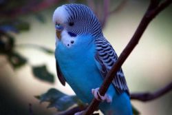 псевдоними за вълнообразни папагали