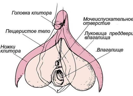 Velikost clitorisu