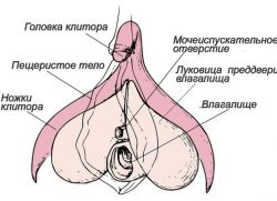 Normální velikost klitorisu