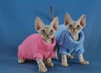 Oděvy pro koťata5