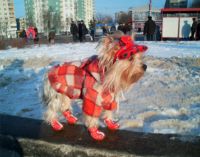 Yorkshire terrier - shoes3