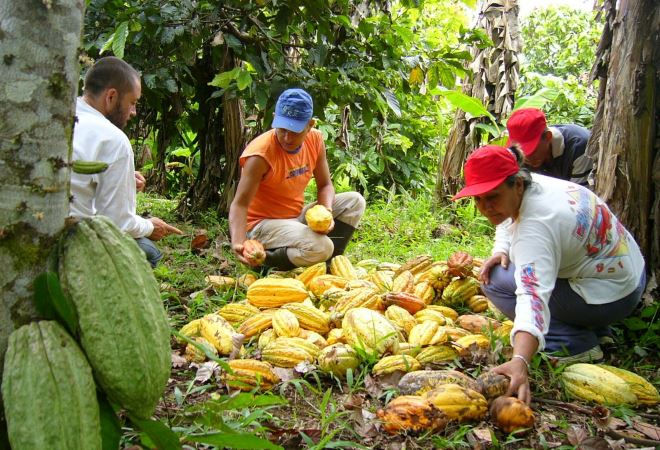 Какао в Колумбии