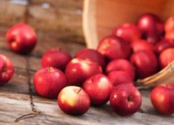 kolobarske jabolčne sorte