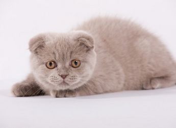 Цвят на шотландски сгъваеми котки 11