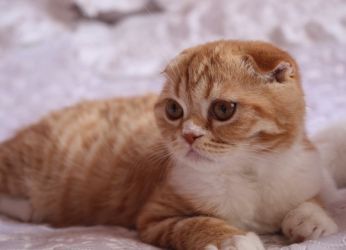 Цвят на шотландски сгъваеми котки 13