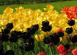 barevná hodnota tulipánů