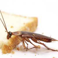 spisek przeciwko karaluchom