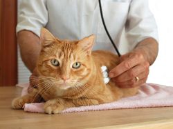 Zaparcia u kota - leczenie domowe 1