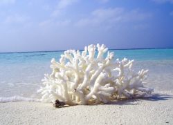 Sestava koralne vode