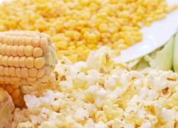 odmiana kukurydzy na popcorn