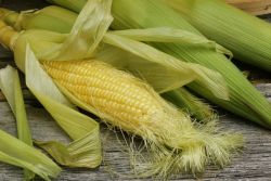 медицинска својства кукурузних стигмас