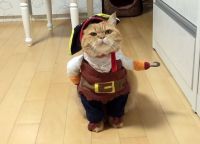 Kostumi za mačke 2