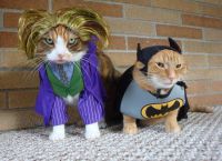 Kostumi za mačke 5