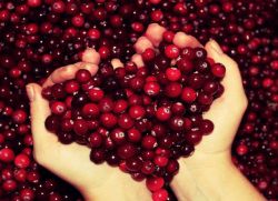 lingonberry bobule užitečné vlastnosti