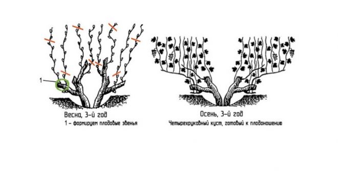 подрязване на грозде 3 години