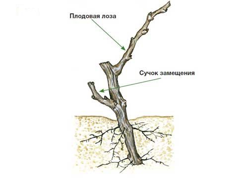 подрязване на грозде през есента за начинаещи