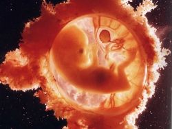Embryo 12 týdnů