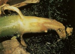 kumarične bolezni v rastlinjaku fusarioze