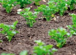 pěstování a péče o mrkev