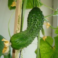 sadzenie ogórków na parapecie
