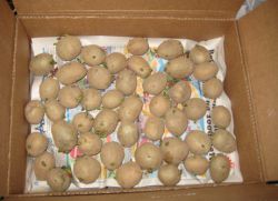 klíčení brambor k výsadbě