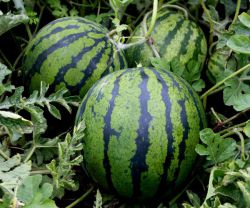 jak pěstovat vodní melouny ve skleníku
