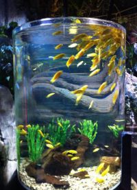 cylindrické akvárium 4
