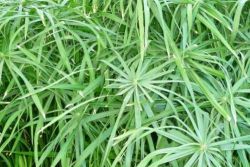 Tsiperus biljka