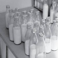 mléčné výrobky