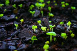 kako rasti marjetico iz semena