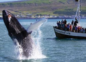 Туристы в Далвике наблюдают за китами