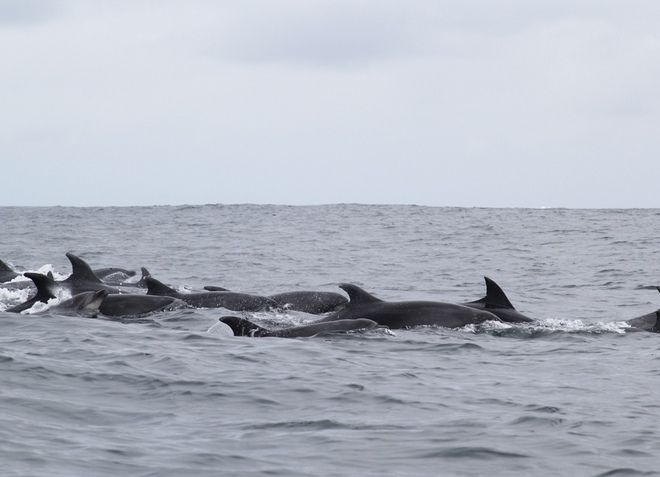 Дельфины, сопровождающие морские прогулки рядом с островом