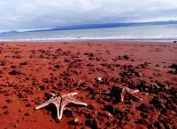 Темно красный пляж - морские звезды на берегу