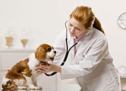 Den veterinárního lékaře1