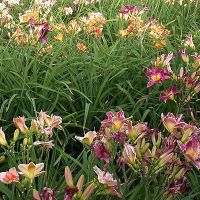 liliowce w ogrodzie