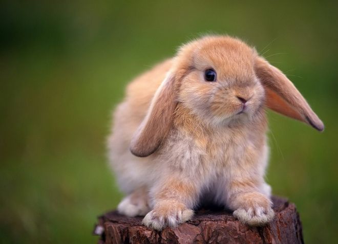 болезни декоративных кроликов
