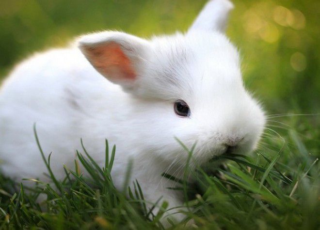 какую траву можно декоративным кроликам