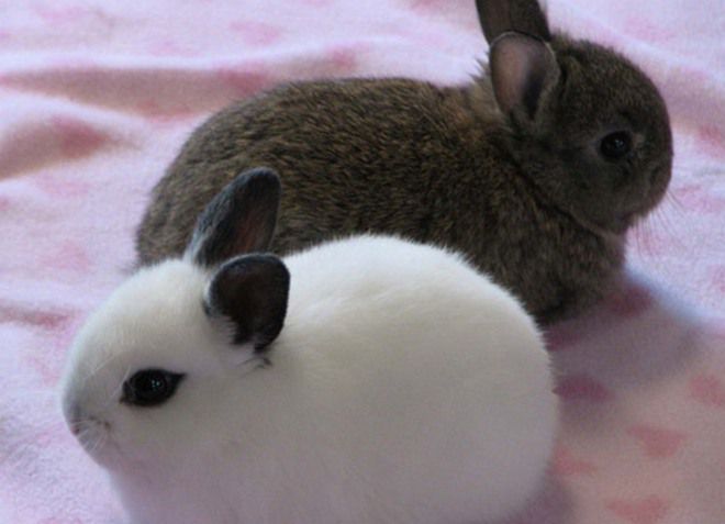 карливовые короткошерстные декоративные кролики