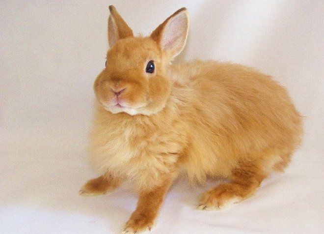 лисий декоративный кролик