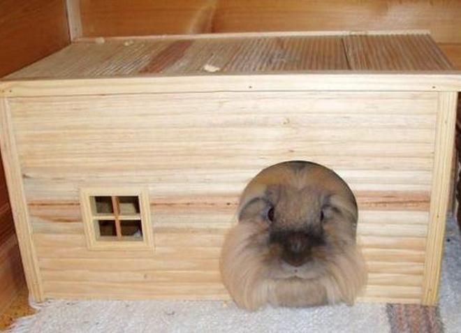 домик для декоративного кролика