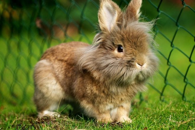 продолжительность жизни декоративных кроликов