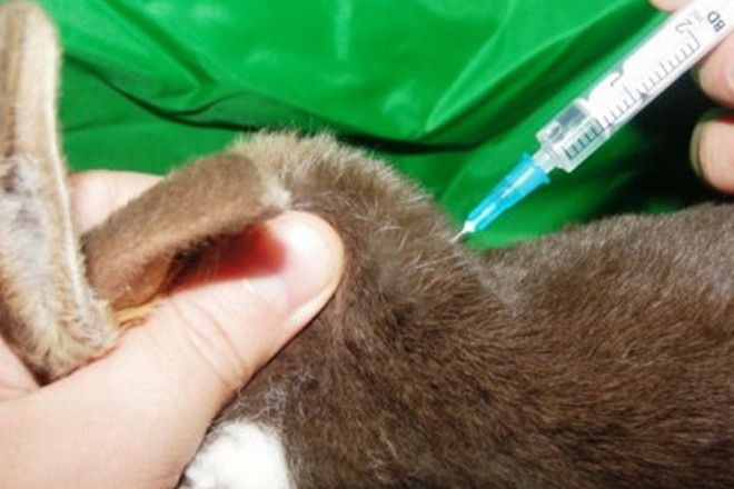 прививки для декоративных кроликов