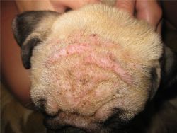 demodekoza pri zdravljenju psa1