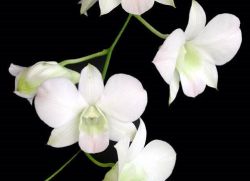 Nega dendrobijeve orhideje