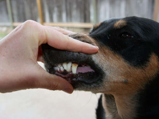зубной камень у собак причины