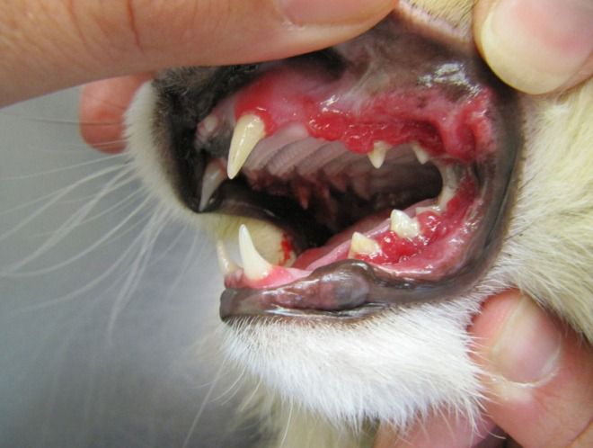 зубной камень у собак последствия