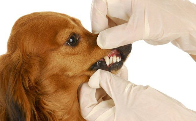 симптомы зубного камня у собак